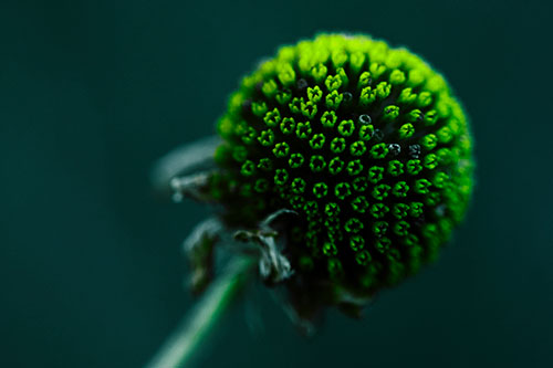 Dying Globosa Billy Button Craspedia Flower (Green Tint Photo)