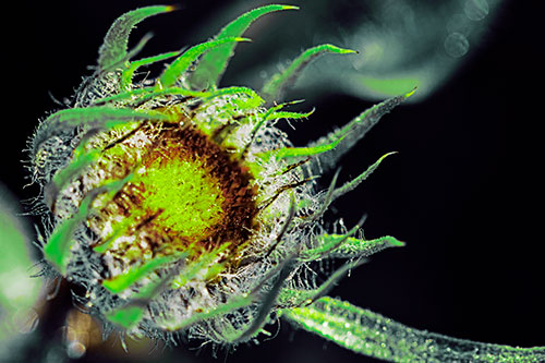 Dying Sunflower Curling Up (Green Tint Photo)