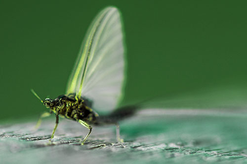 Excited Open Mouthed Mayfly Watches Sunrise (Green Tint)