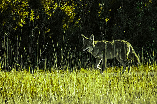 Exhausted Coyote Strolling Along Sidewalk (Green Tint Photo)