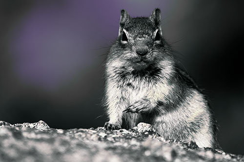 Eye Contact With Wild Ground Squirrel (Green Tint)