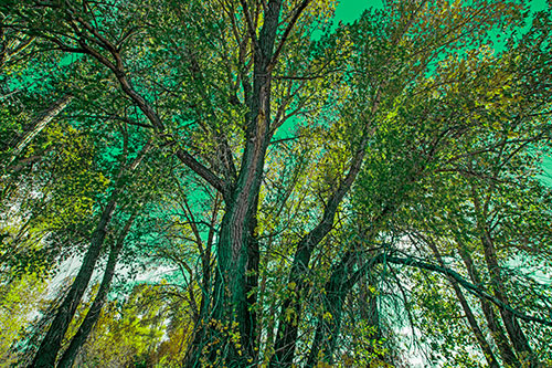 Fall Changing Autumn Tree Canopy Color (Green Tint Photo)