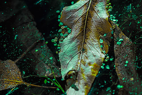 Fallen Autumn Leaf Face Rests Atop Ice (Green Tint Photo)