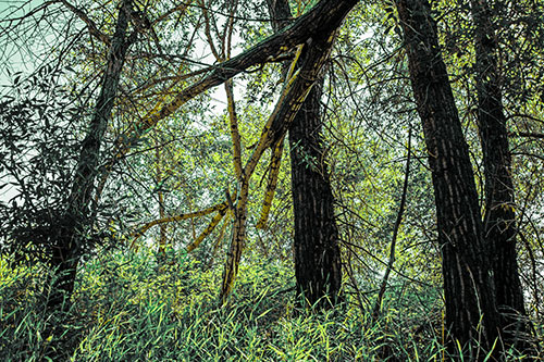 Fallen Forest Tree Trunks Among Sunlight (Green Tint Photo)