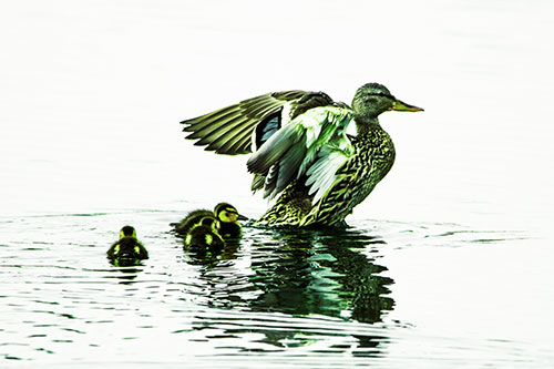 Family Of Ducks Enjoying Lake Swim (Green Tint Photo)