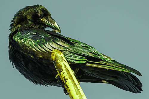 Feather Cleaning Raven Perched Atop Rusted Rail (Green Tint)