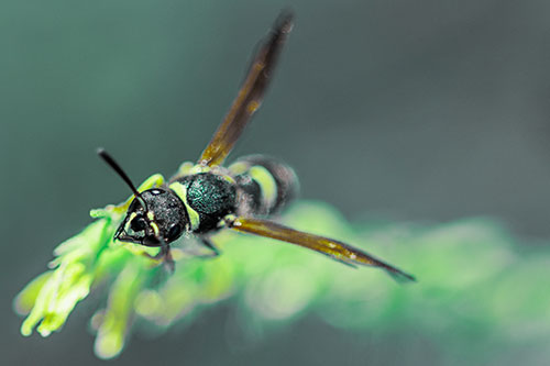 Feisty Wasp Gazes Upwards Among Plant Top (Green Tint)