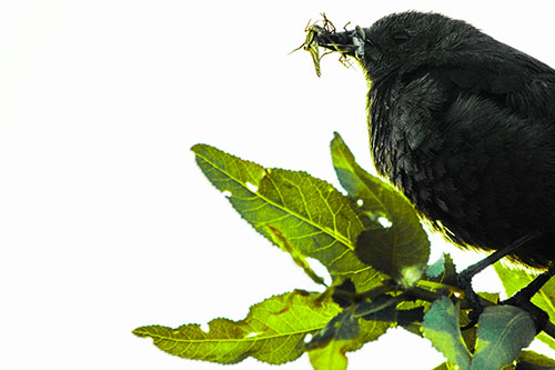 Female Brewers Blackbird Collects Mouthful Of Bugs (Green Tint Photo)
