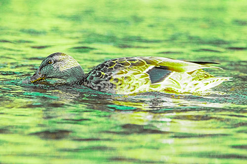 Female Mallard Duck Feasting Among River Water (Green Tint)