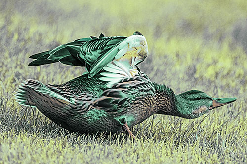 Female Mallard Duck Stretching Among Cut Grass (Green Tint)