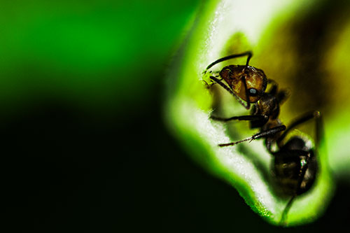 Fire Ant Milking Aphid Among Milkweed Leaf (Green Tint)