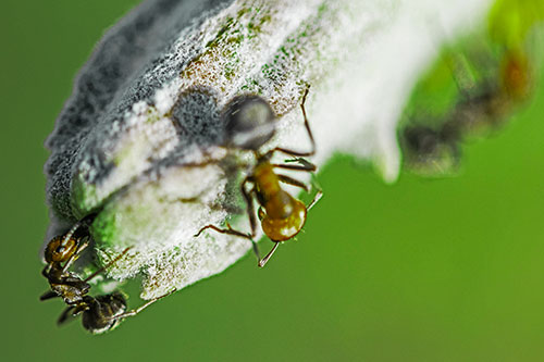 Fire Ants Crawling Among Milkweed Pod (Green Tint)