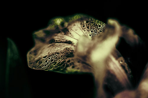 Fish Faced Dew Covered Iris Flower Petal (Green Tint Photo)