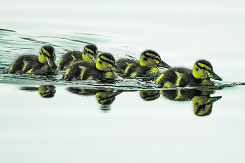 Five Baby Mallard Ducklings Swimming Across Lake Water (Green Tint)