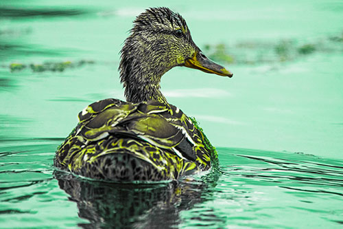 Floating Female Mallard Duck Glancing Sideways (Green Tint Photo)
