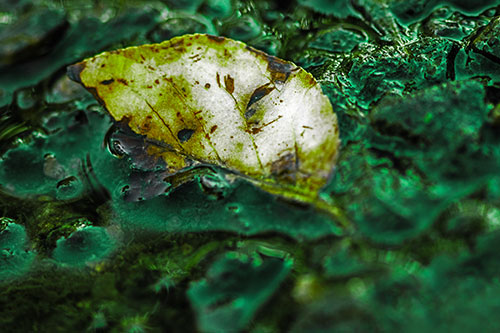 Floating Leaf Face Smirking Among Algae (Green Tint Photo)