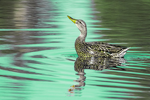 Floating Mallard Duck Watches Dragonfly Buzzing Above (Green Tint)