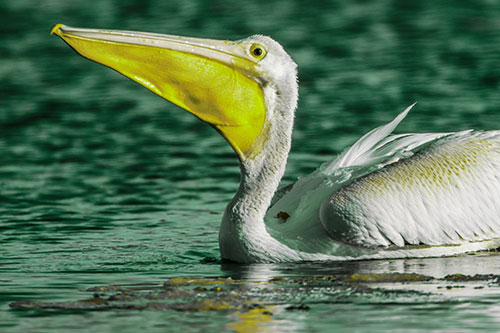 Floating Pelican Swallows Fishy Dinner (Green Tint Photo)