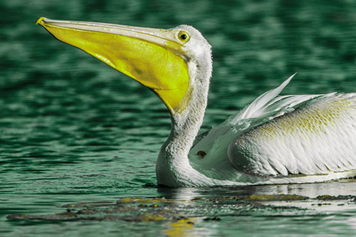 Floating Pelican Swallows Fishy Dinner (Green Tint)