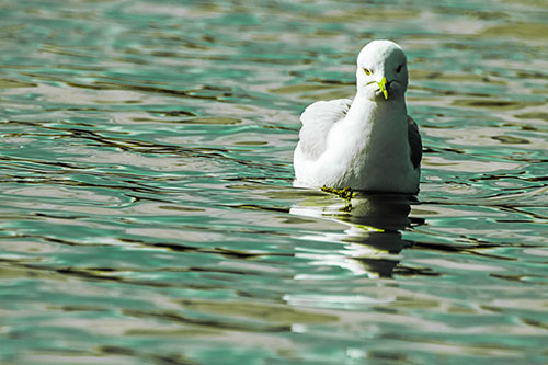 Floating Seagull Making Direct Eye Contact (Green Tint)