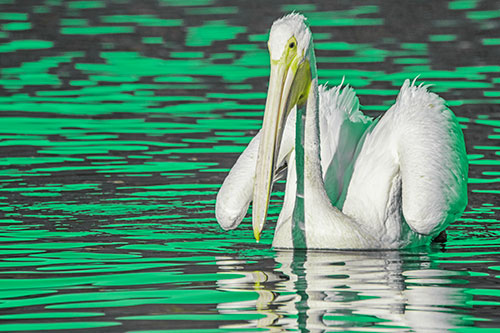 Floating Wing Spread Pelican Hunting For Fishy Breakfast (Green Tint)