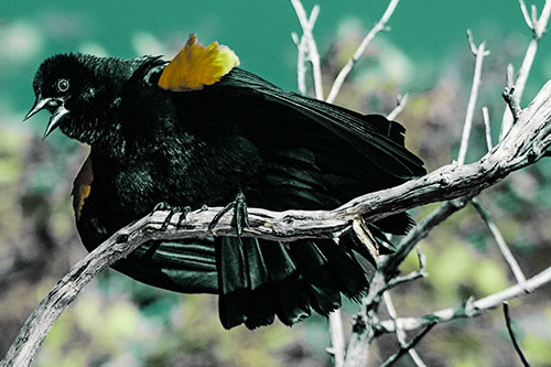 Fluffy Red Winged Blackbird Cawing Among Curving Branch (Green Tint)