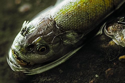 Fly Feasts Among Freshwater Whitefish Eyeball (Green Tint Photo)
