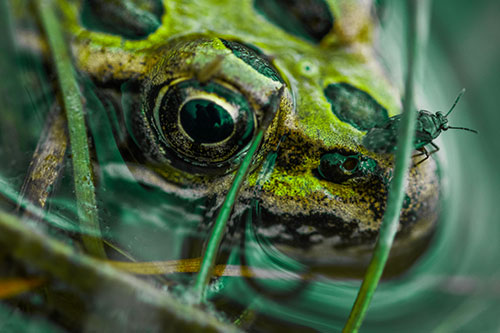 Fly Standing Atop Leopard Frogs Nose (Green Tint Photo)