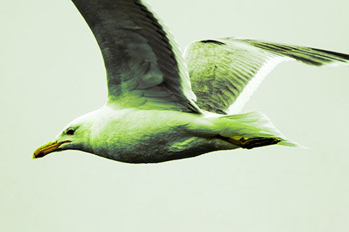 Flying Seagull Close Up During Flight (Green Tint Photo)