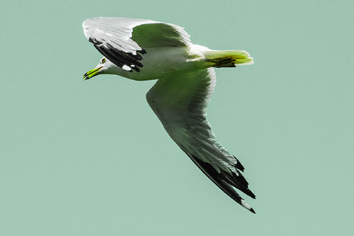 Flying Seagull Searching For Fishy Breakfast (Green Tint)