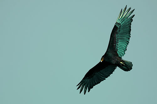 Flying Turkey Vulture Hunts For Food (Green Tint Photo)