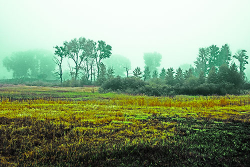 Fog Lingers Beyond Tree Clusters (Green Tint Photo)