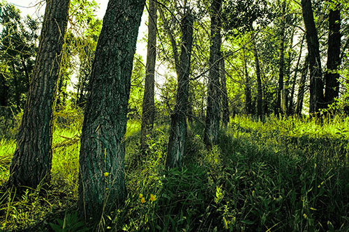 Forest Tree Trunks Blocking Sunlight (Green Tint Photo)