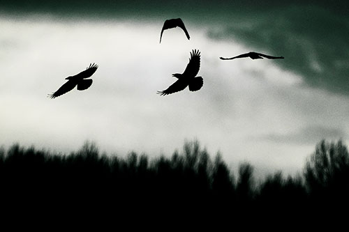 Four Crows Flying Above Trees (Green Tint Photo)