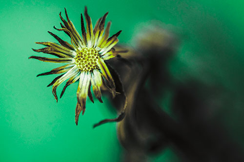 Freezing Aster Flower Shaking Among Wind (Green Tint Photo)