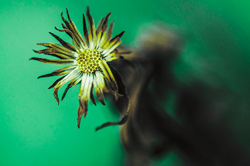 Freezing Aster Flower Shaking Among Wind (Green Tint)