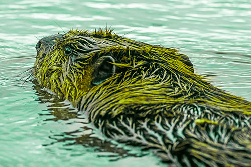 Frightened Beaver Swims Upstream River (Green Tint Photo)