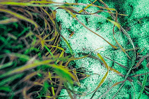 Frowning Grass Face Buried Among Snow (Green Tint)
