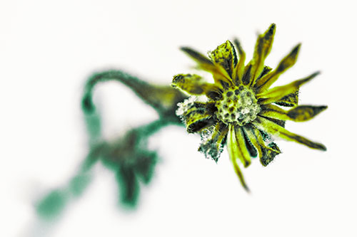 Frozen Ice Clinging Among Bending Aster Flower Petals (Green Tint Photo)