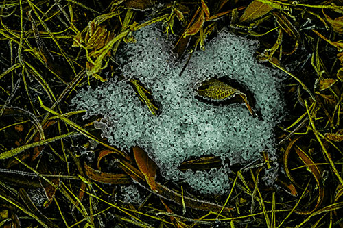 Frozen Leaf Eyed Snow Face Among Frosty Grass (Green Tint)