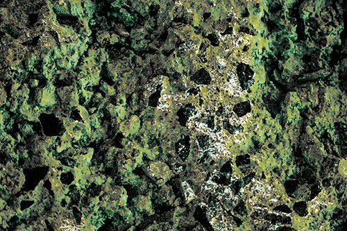 Fungi Covers Rugged Surfaced Stone (Green Tint Photo)