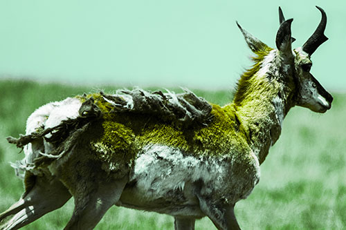 Fur Shedding Pronghorn Walking Along Grass (Green Tint)