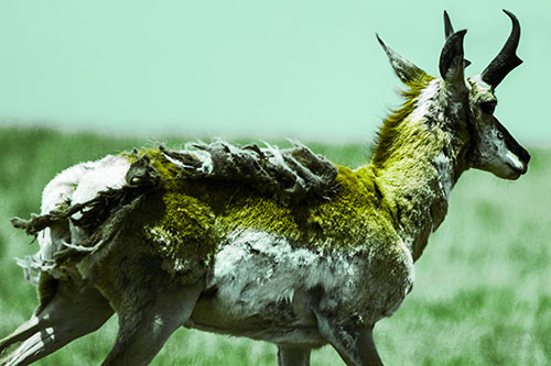 Fur Shedding Pronghorn Walking Along Grass (Green Tint Photo)