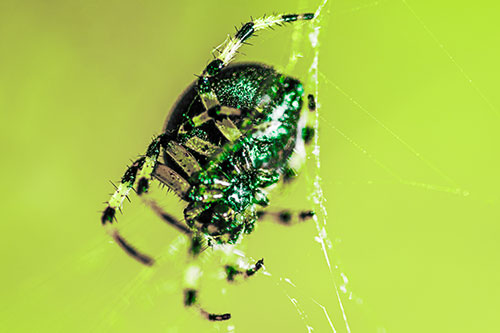 Furrow Orb Weaver Spider Descends Down Web (Green Tint Photo)