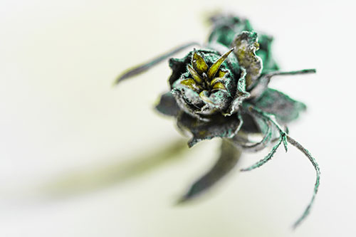 Fuzzy Blossoming Willow Cone Gall Midge (Green Tint)