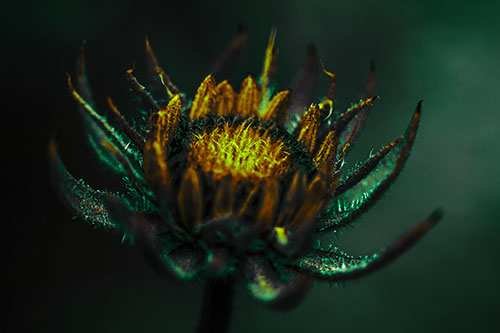 Fuzzy Unfurling Sunflower Bud Blooming (Green Tint Photo)