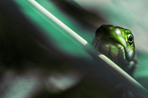 Garter Snake Peeking Head Over Dried Fescue Grass Blade (Green Tint)
