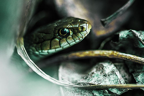 Garter Snake Peeking Out Dirt Tunnel (Green Tint Photo)