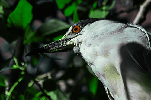 Gazing Black Crowned Night Heron Among Tree Branches (Green Tint Photo)