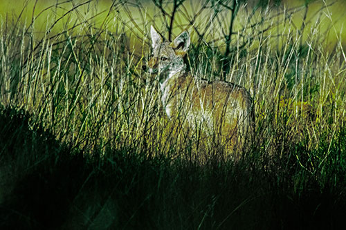 Gazing Coyote Watches Among Feather Reed Grass (Green Tint Photo)